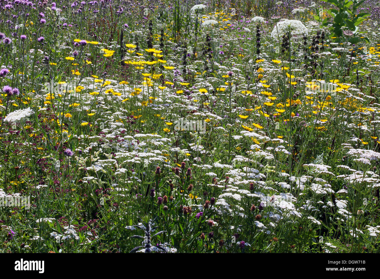 Prato estivo, secco ruderal vegetazione Foto Stock