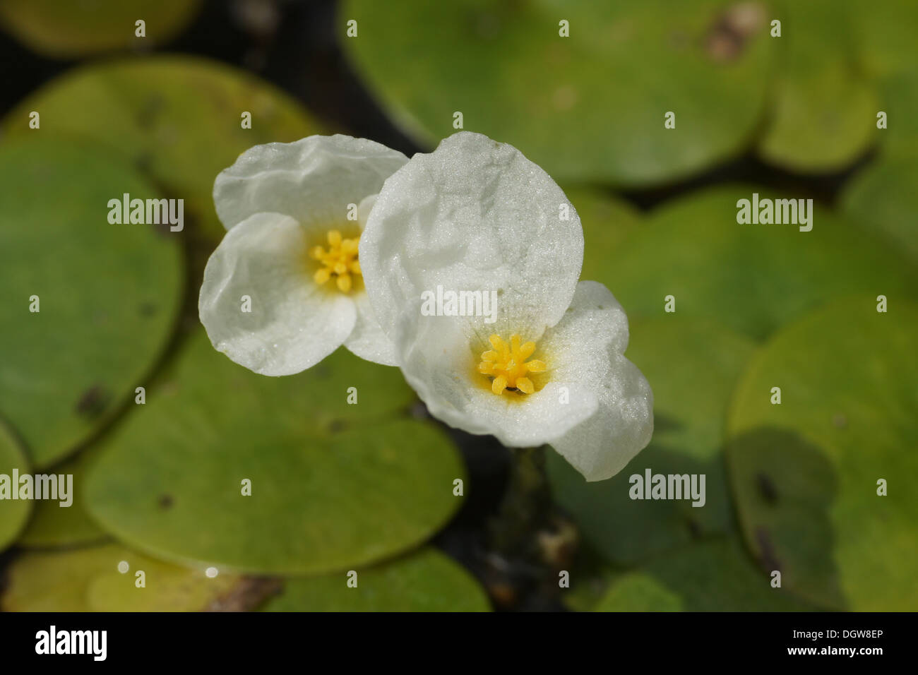 Frogbit Foto Stock