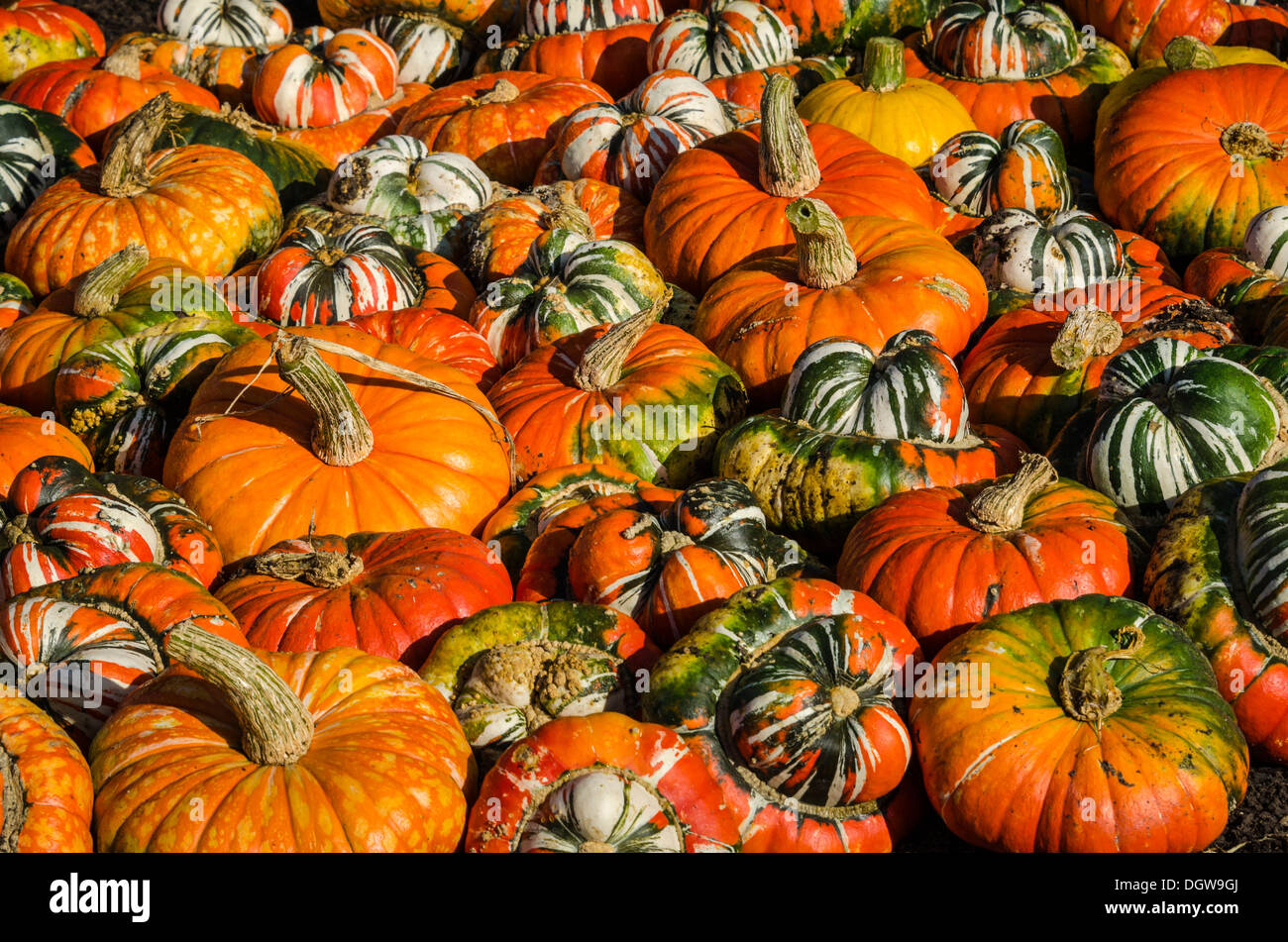 Varietà di zucca turchi turbante Foto Stock