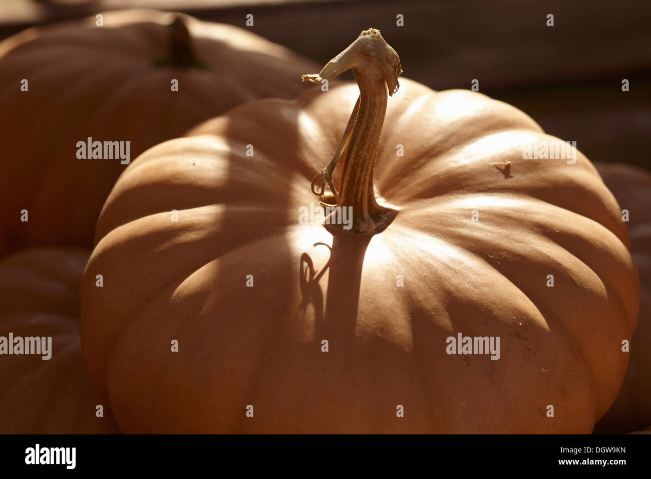 Le zucche a New Jersey azienda stand Foto Stock
