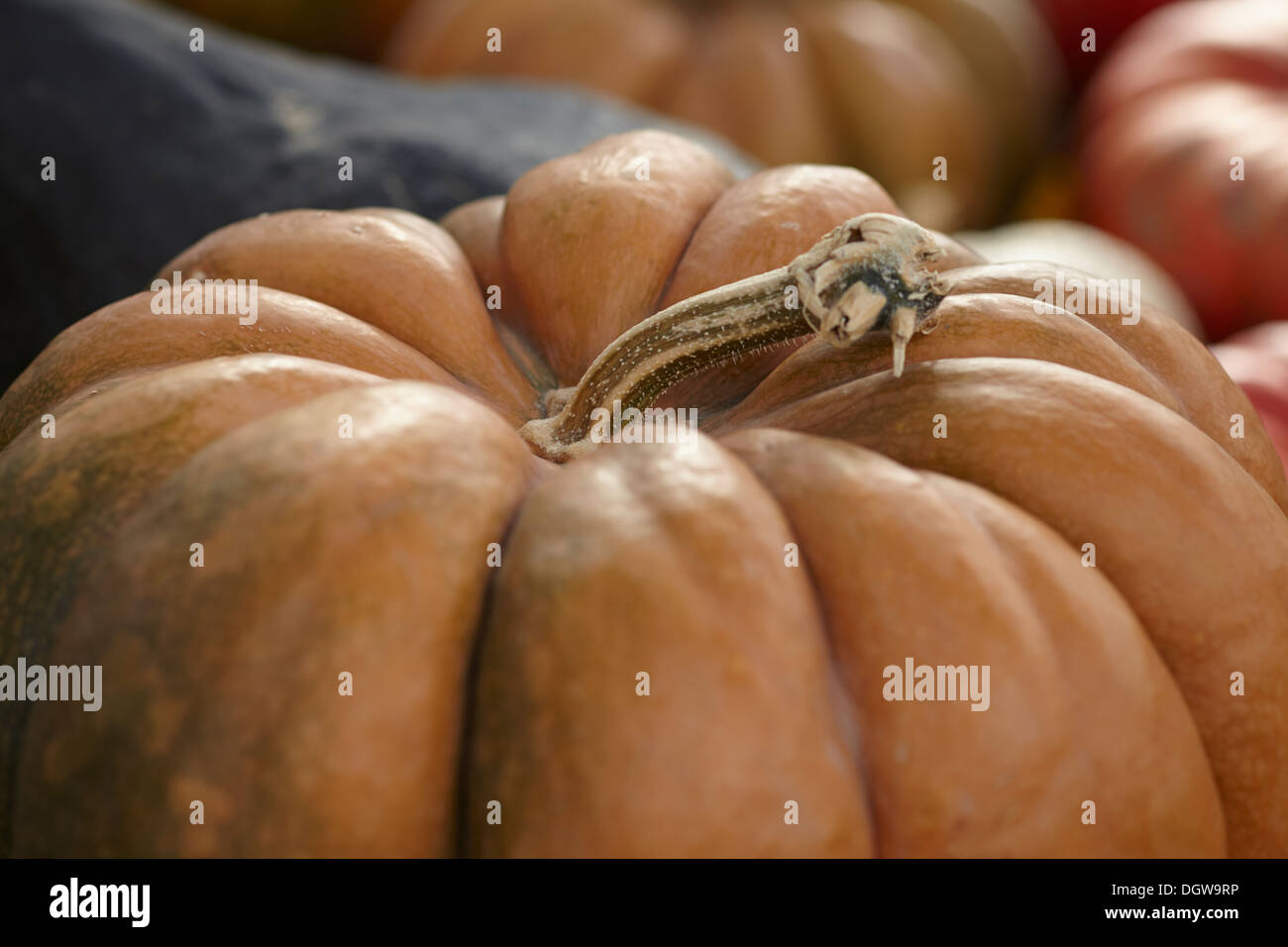 Le zucche a New Jersey azienda stand Foto Stock