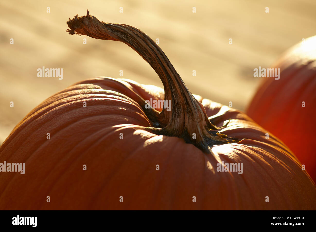 Le zucche a New Jersey azienda stand Foto Stock