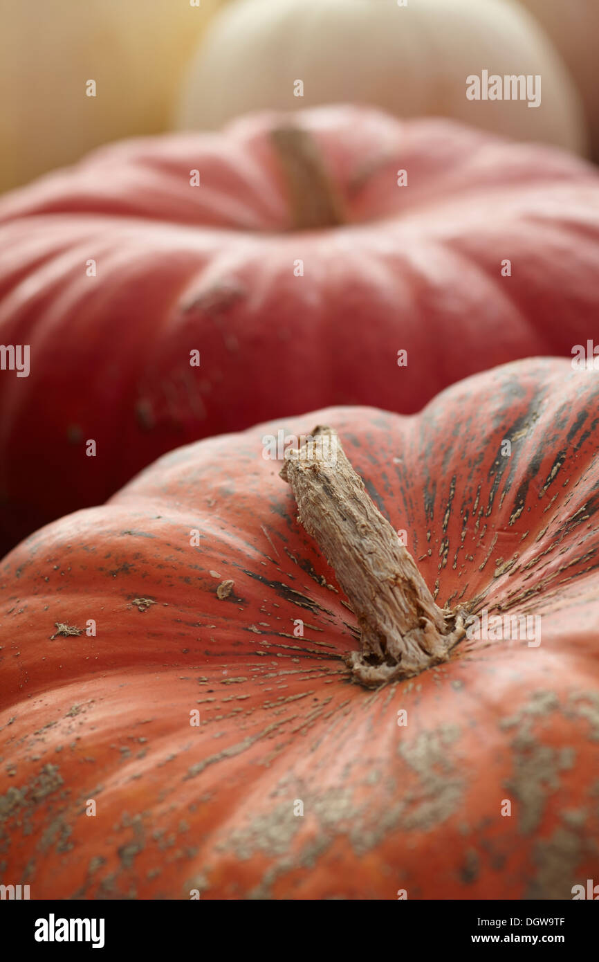 Le zucche a New Jersey azienda stand Foto Stock