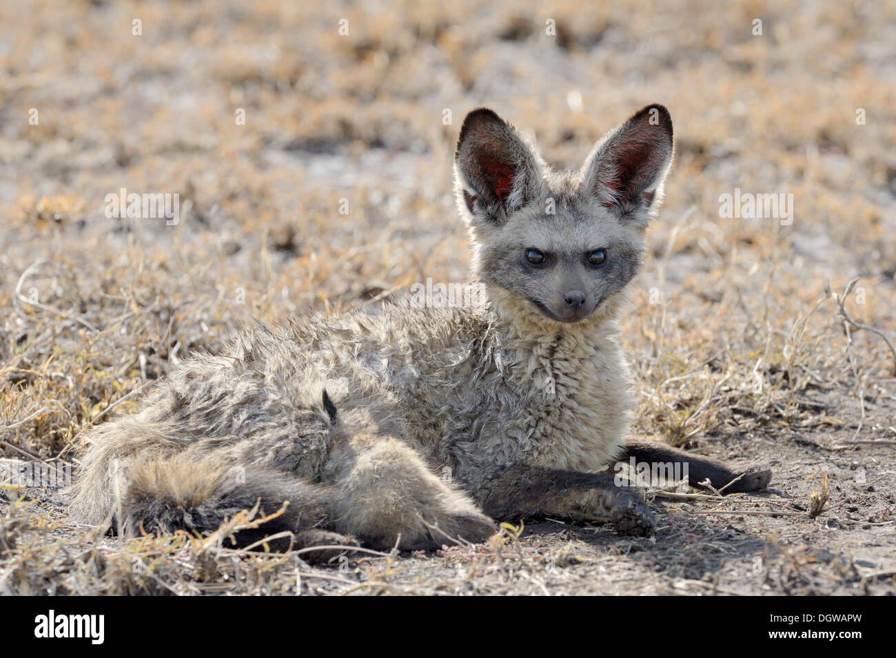 Bat-eared Fox con giovani di bere su Savannah Foto Stock