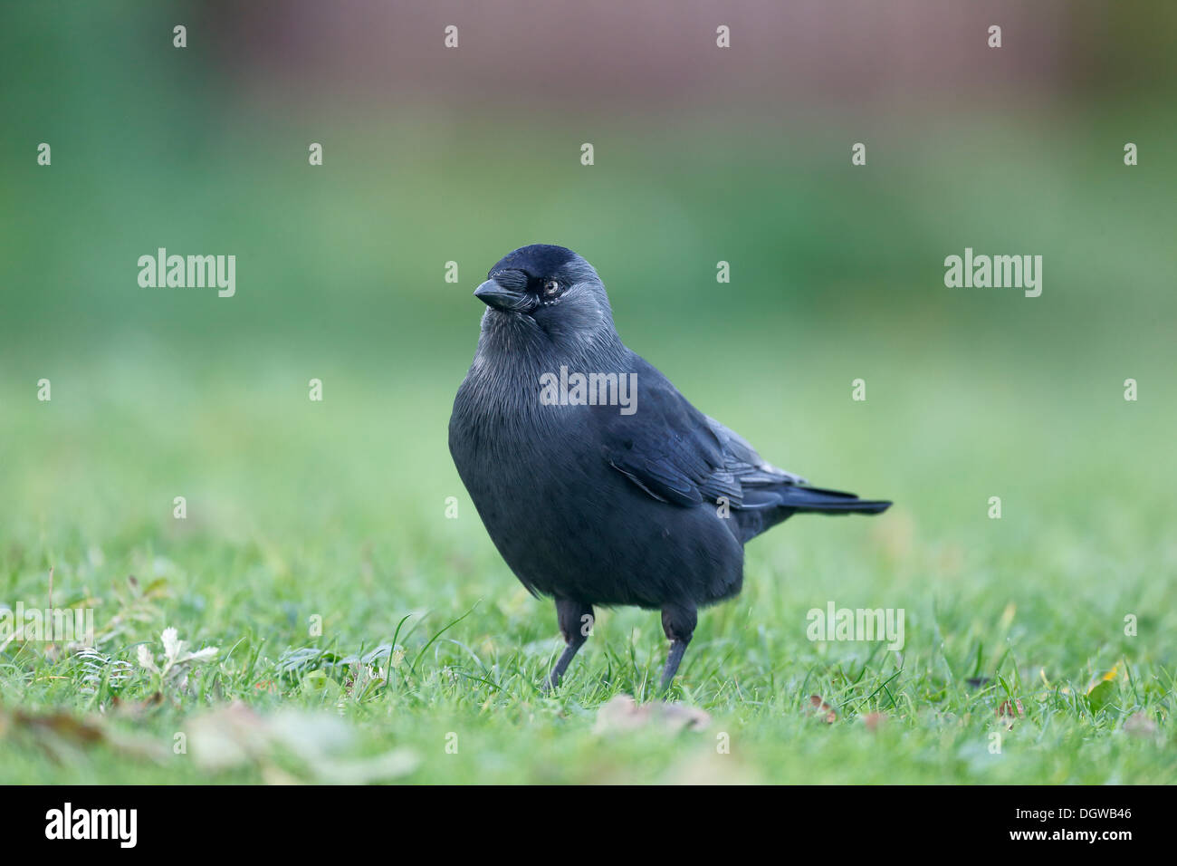 Taccola Corvus monedula, singolo uccello sull'erba, Warwickshire, Ottobre 2013 Foto Stock