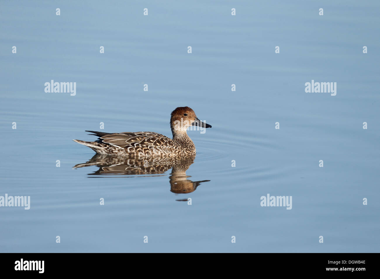 Northern pintail, Anas acuta, unica donna sull'acqua, Warwickshire, Ottobre 2013 Foto Stock