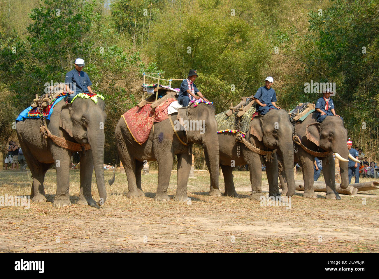 Gli elefanti che formano una linea in parata Mahouts equitazione, Festival di elefante, Ban Viengkeo, Hongsa, Xaignabouri Provincia, Sayaburi Foto Stock