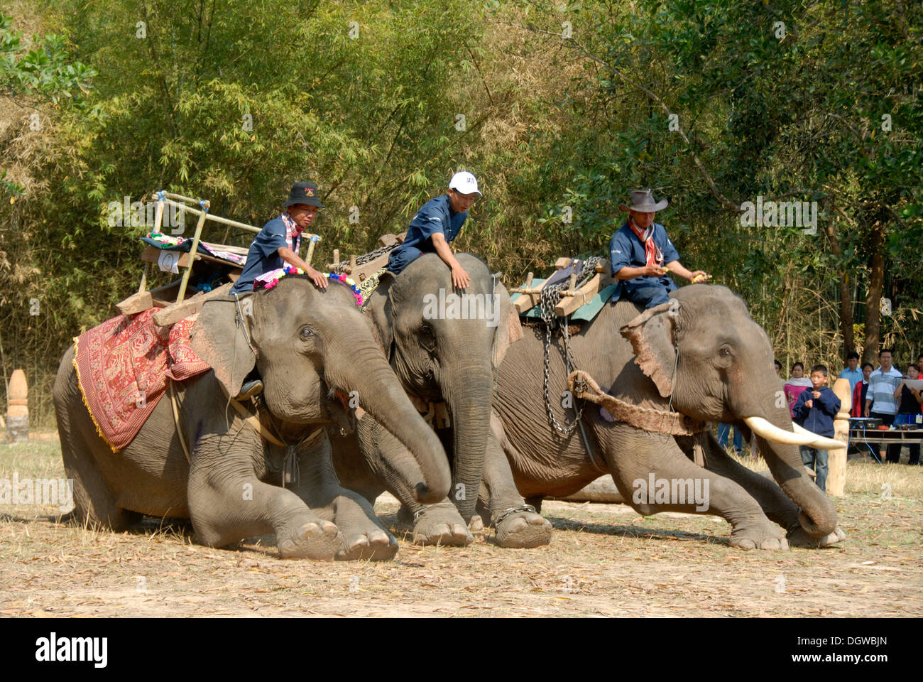 Gli elefanti in ginocchio, Mahouts sulla parte superiore, Festival di elefante, Ban Viengkeo, Hongsa, Xaignabouri Provincia, Sayaburi Foto Stock