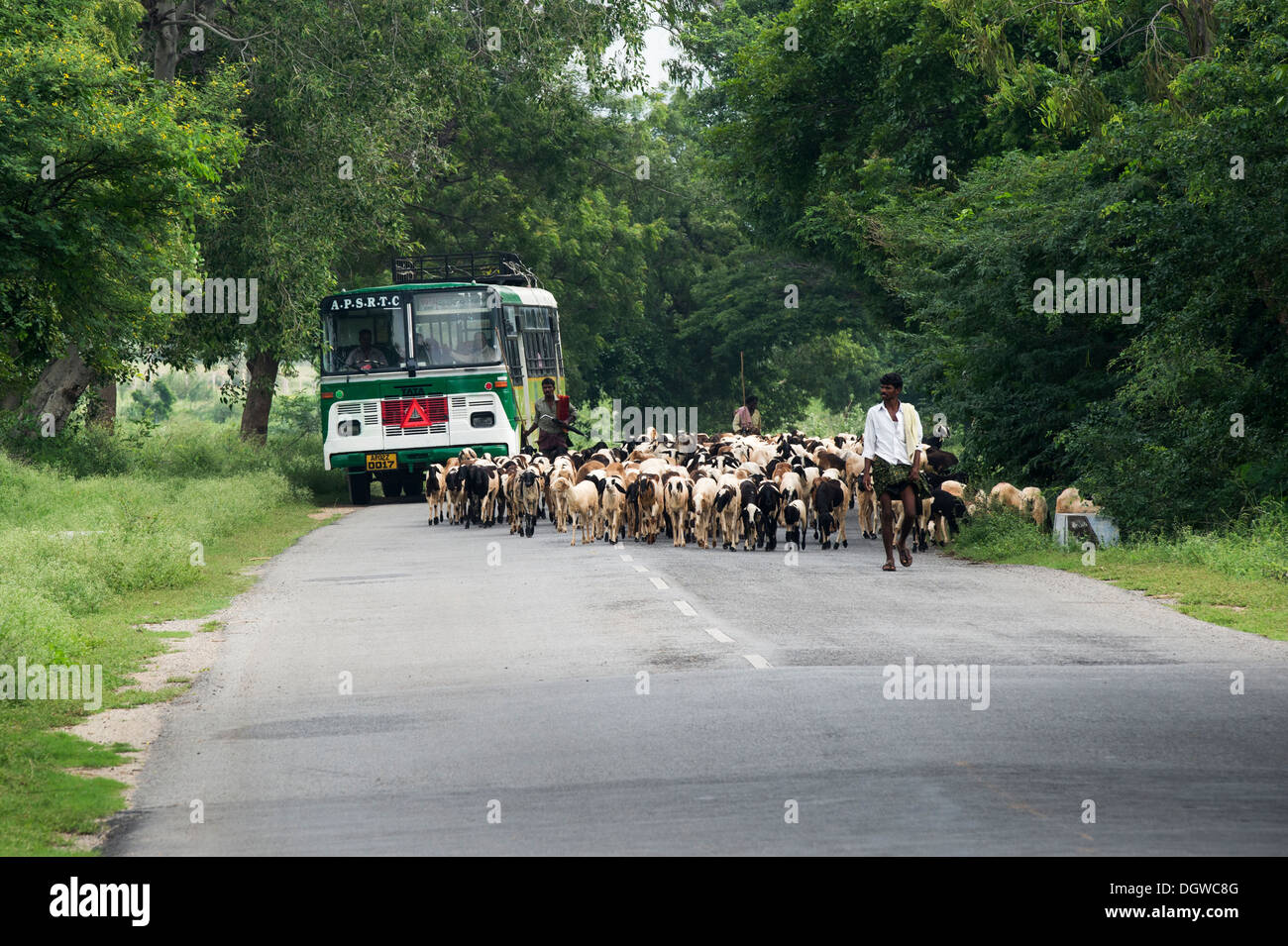 Bus indiano il sorpasso si imbrancò capre su un Indiano road. Andhra Pradesh, India Foto Stock Bus indiano il sorpasso si imbrancò capre su un Indiano road. Andhra Pradesh, India Foto Stock