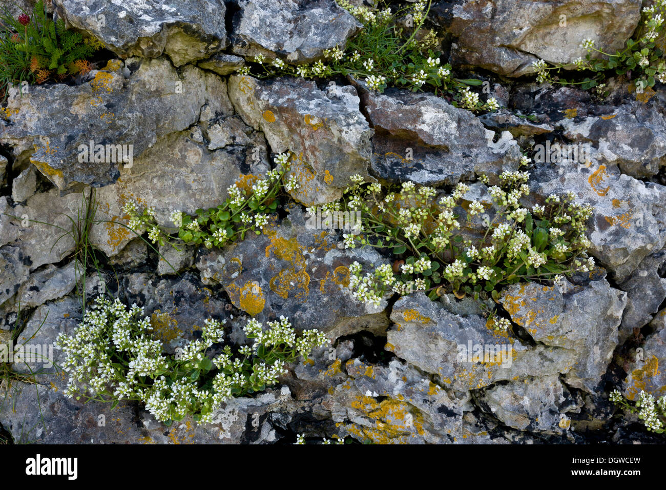 Scabbia comune-erba, Cochlearia officinalis sulla costa del Burren, Irlanda Foto Stock