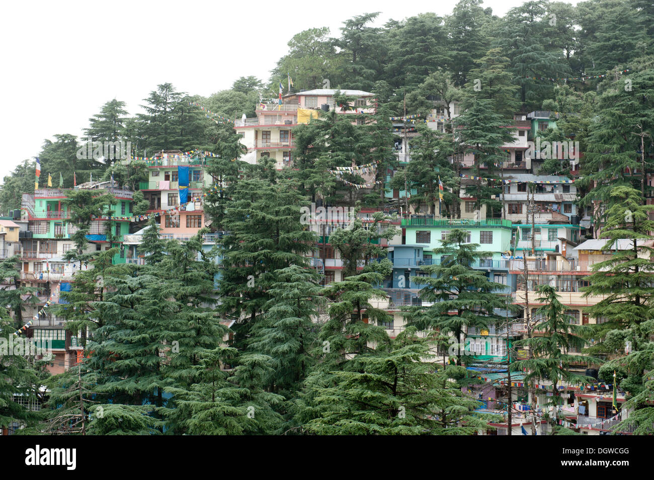 Case e alberi, degli alberi del cedro, Superiore Dharamsala, McLeod Ganj, Himachal Pradesh, Himalaya, India, Asia del Sud, Asia Foto Stock