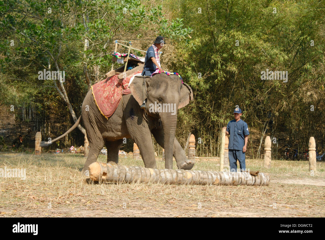 Lavorare Elefanti Elefante calci ceppo di albero davanti a sé, mahout equitazione elefante, Festival di elefante, Ban Viengkeo, Hongsa Foto Stock