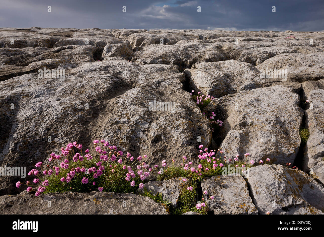 La parsimonia, Armeria maritima sulla costiera di pavimentazione di calcare sulla costa del Burren, Co. Clare, Irlanda Foto Stock