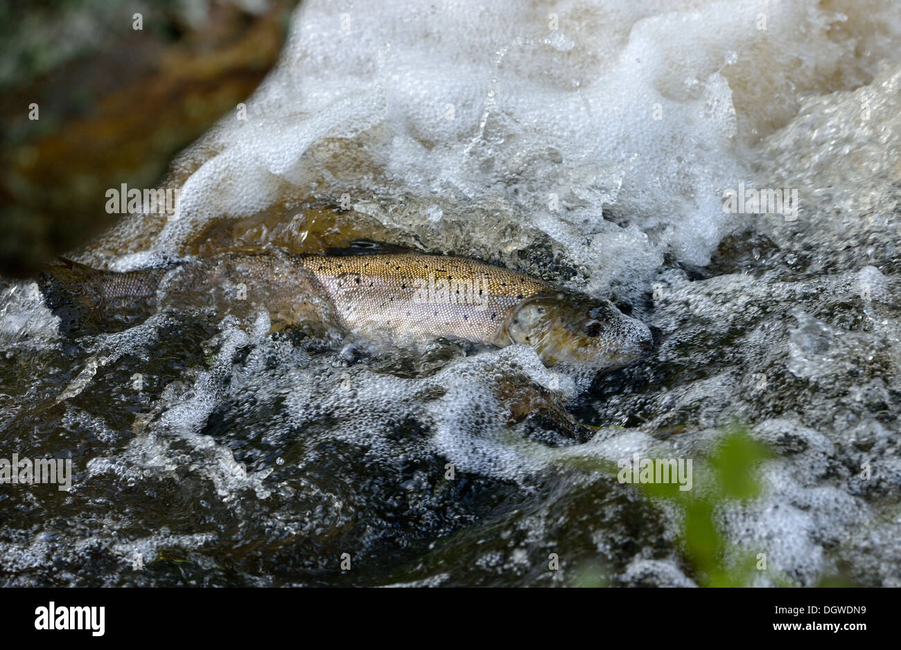 Eggstasy Eggquake - 3 Uova Di Trota In Lana - Mosche Affondanti Per Pesca A Mosca - Foto 2