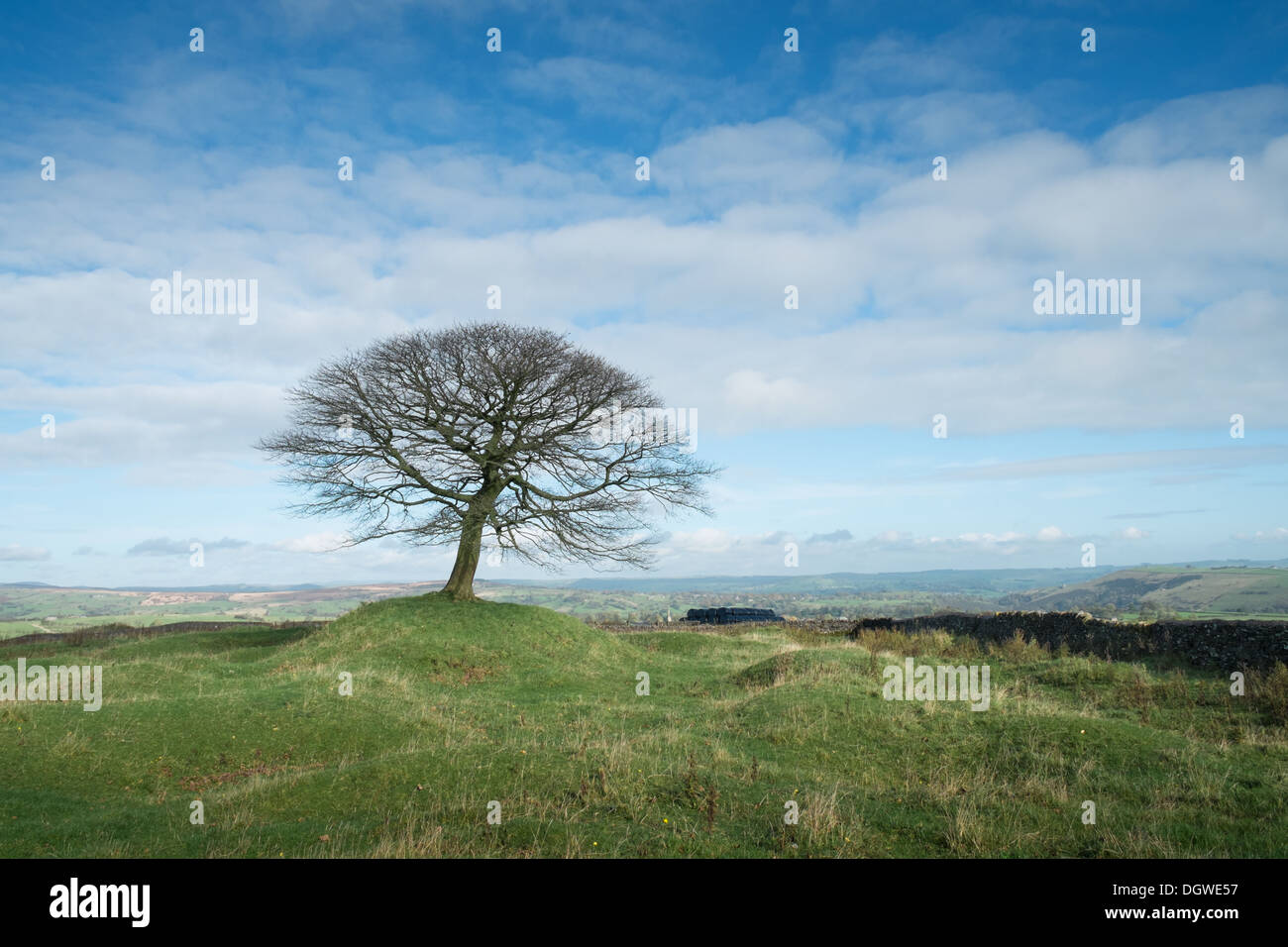 Lone Tree, Grindon Moor, Peak District National Park, Staffordshire, Inghilterra, Regno Unito Foto Stock