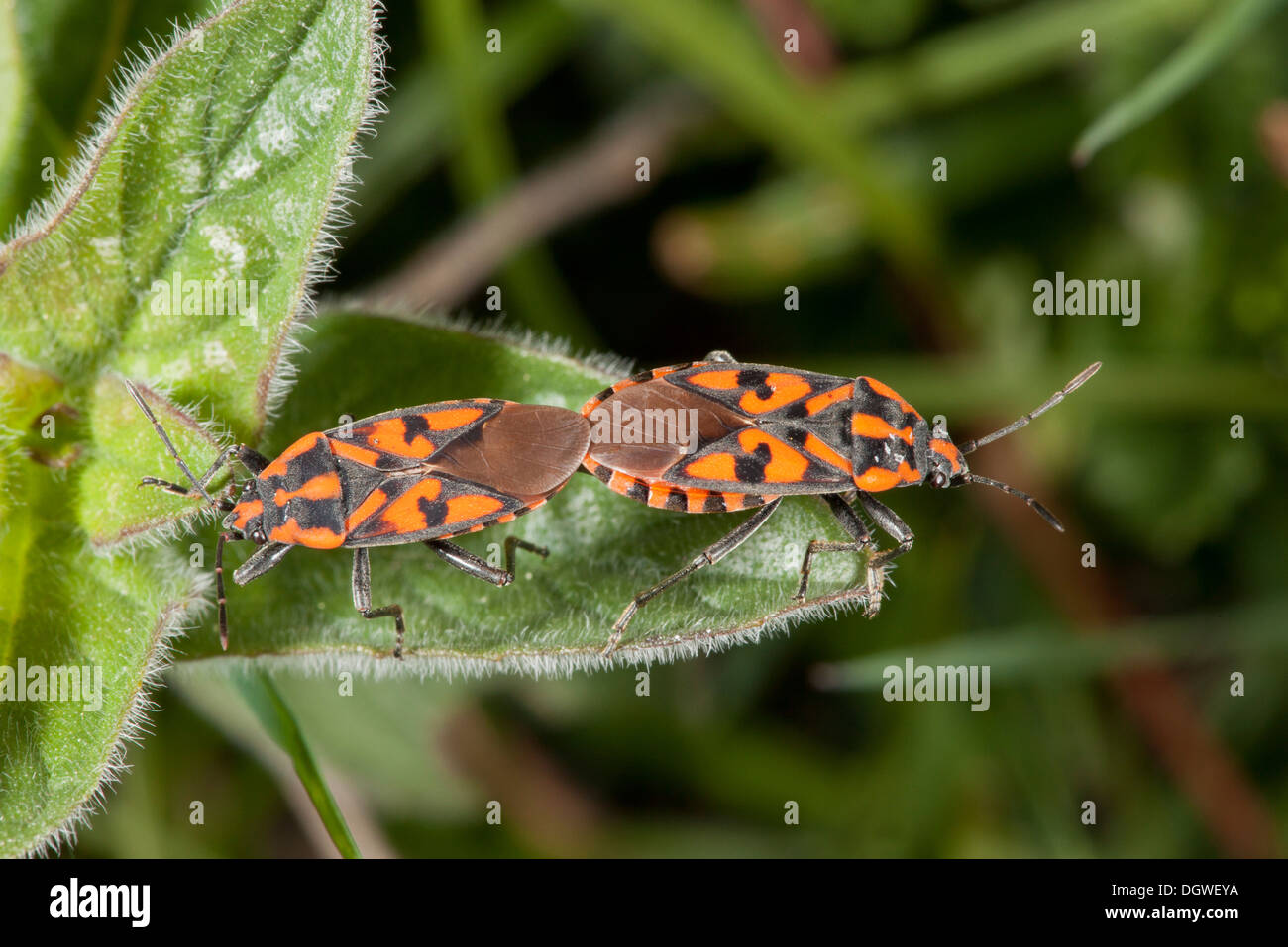 Coppia di accoppiamento di terra-bug, Lygaeus saxatilis, Bulgaria. Foto Stock