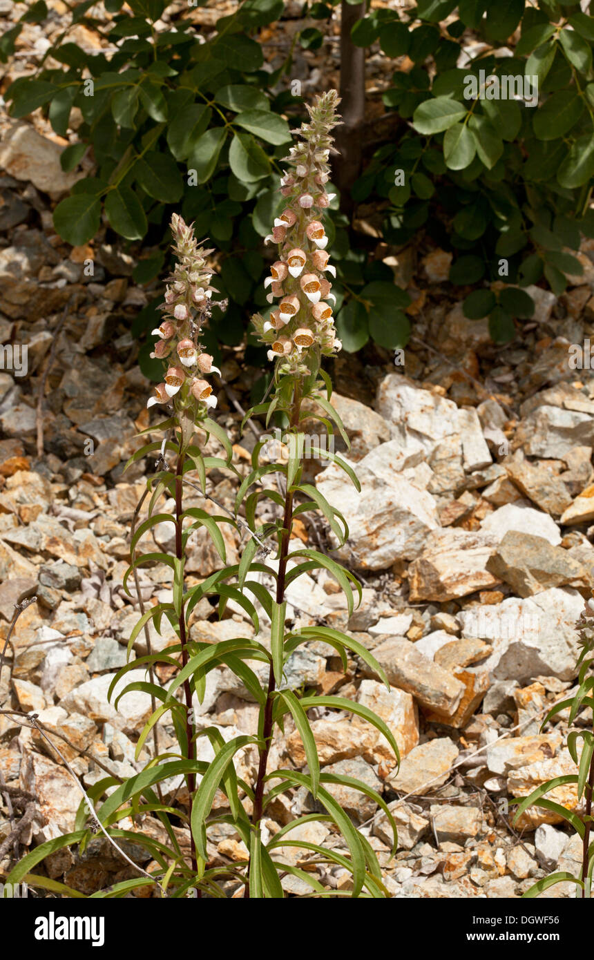 Lanosi Foxglove o Grecian Foxglove, Digitalis lanata crescente in Rila montagne, Bulgaria. Foto Stock