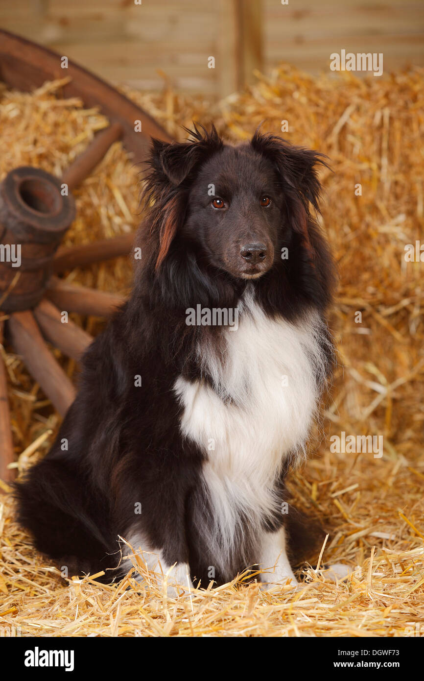 Sheltie, in bianco e nero / Shetland Sheepdog |Sheltie, Ruede, schwarz-weiss / Shetland Sheepdog, alter Hund Foto Stock