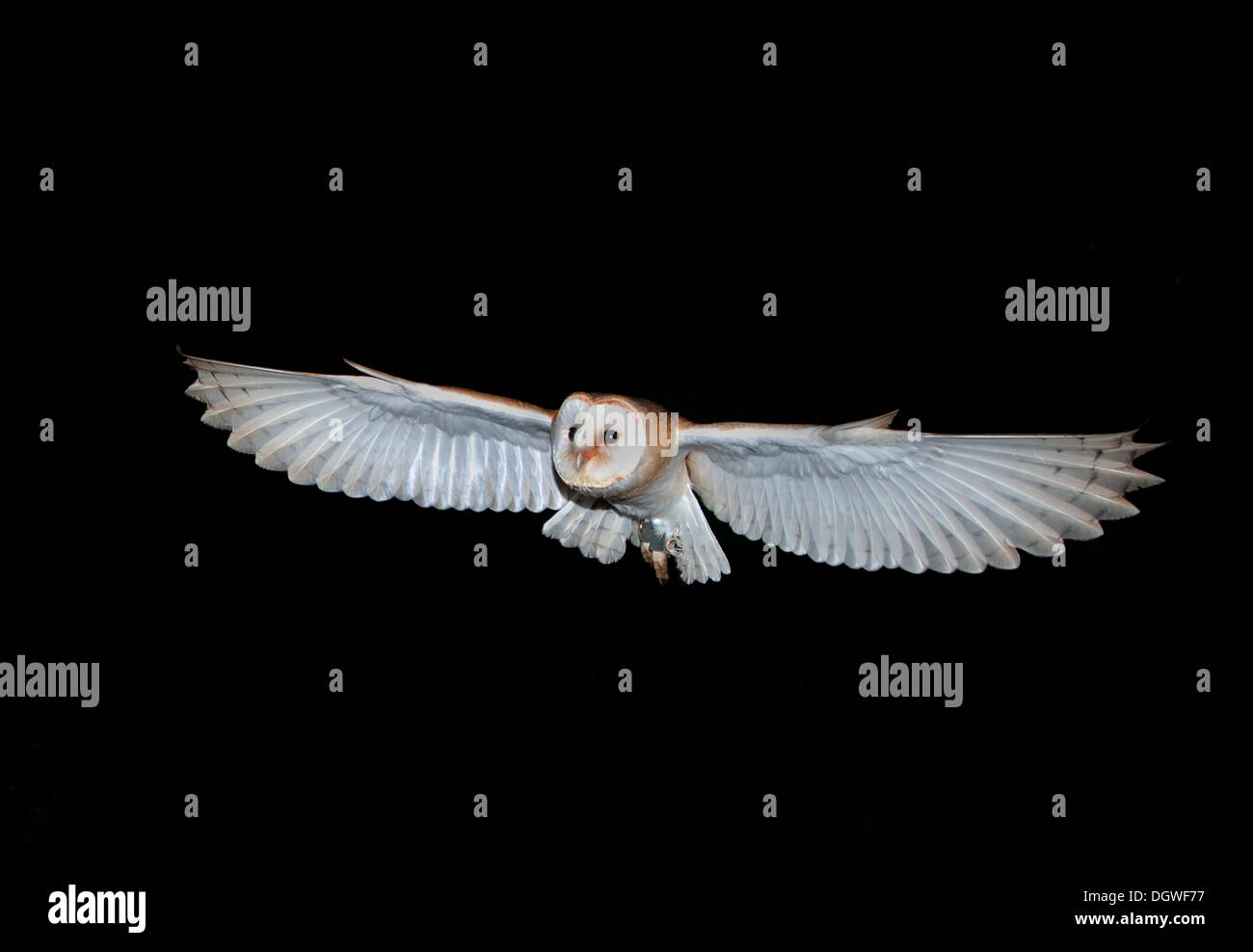 Barbagianni volare di notte.(Tyto alba Foto stock - Alamy