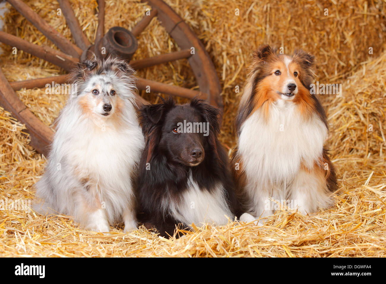 Sheltie, blu-merle, sable-bianco e nero-e-bianco / Shetland Sheepdog Foto Stock