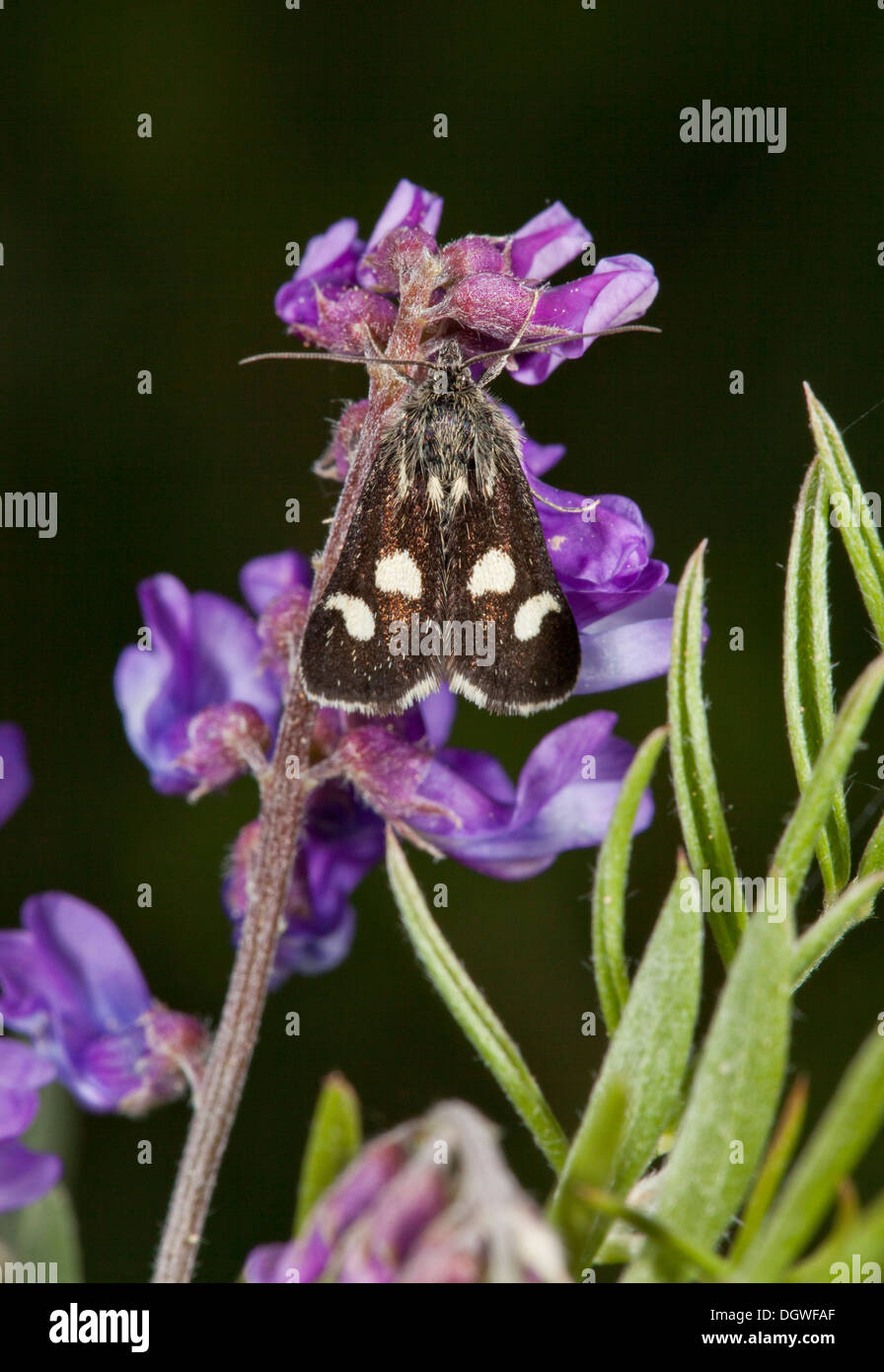 Un micro-moth, Anania funebris; Bulgaria. Foto Stock