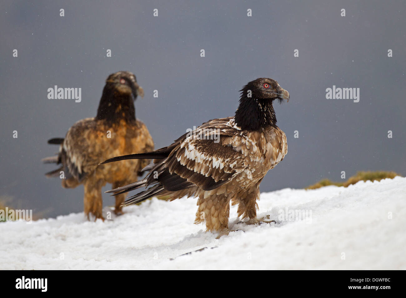 Gipeto (Gypaetus barbatus), uccelli immaturi, Pirenei, Aragona, Spagna Foto Stock