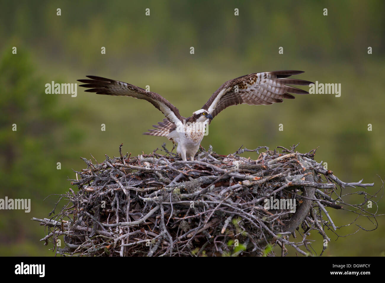 Osprey o mare Hawk (Pandion haliaetus) su un aerie con pulcini, Kajaani sub-regione, Finlandia Foto Stock