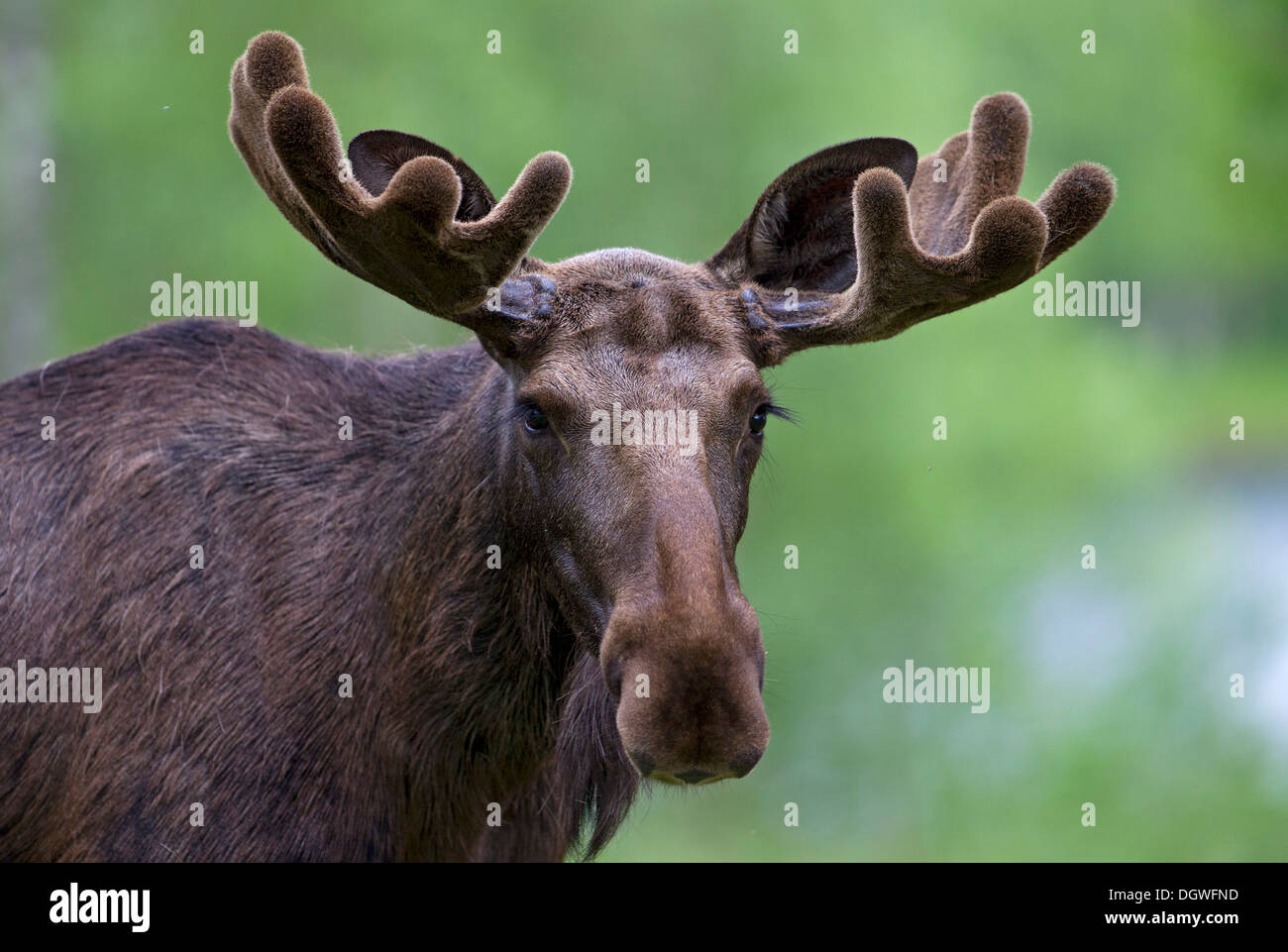 Eurasian elk o Alce (Alces alces), Bull, ritratto, Lappland, Svezia Foto Stock