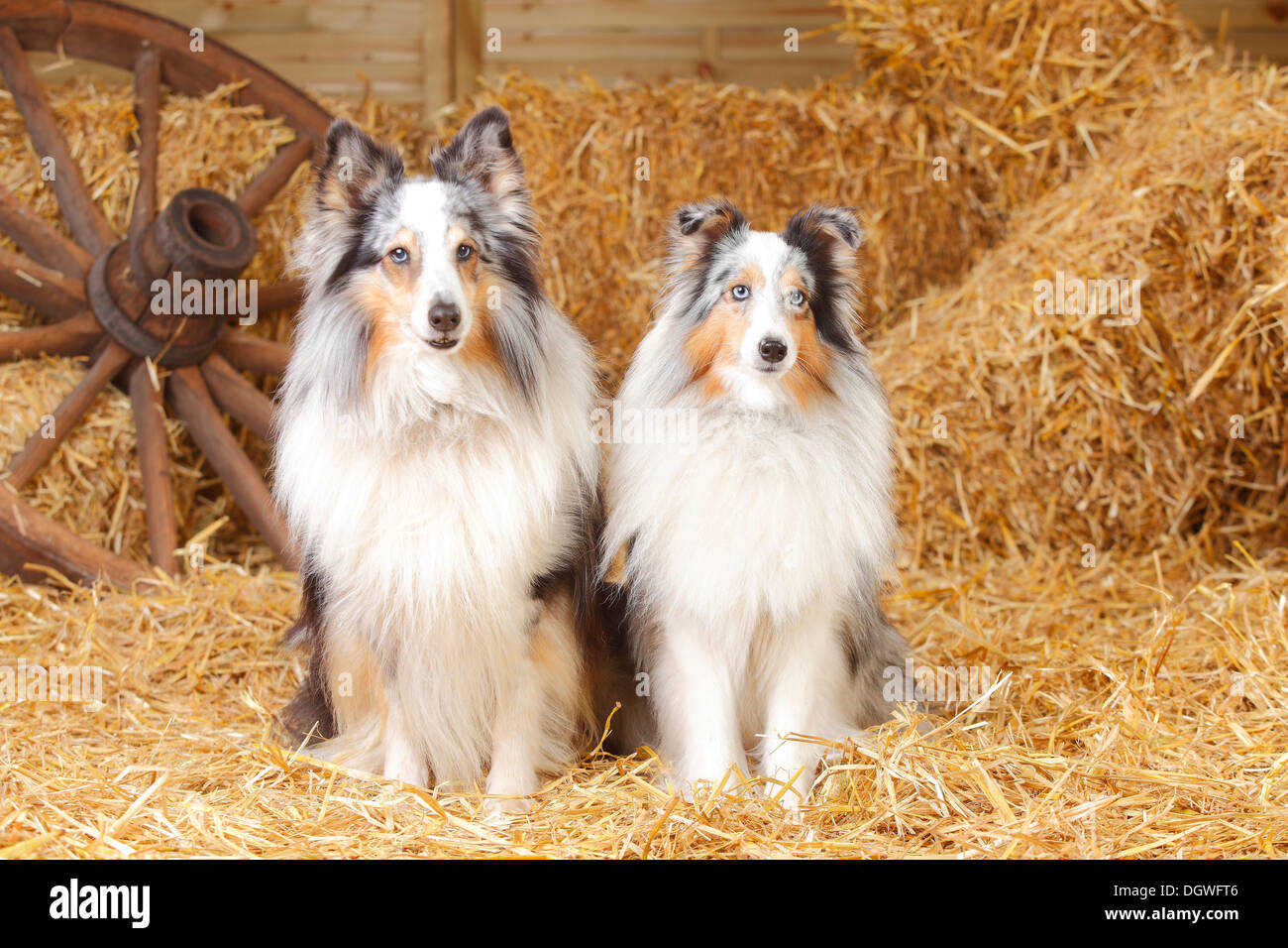 Shelties, blu-merle / Shetland Sheepdog |Shelties, Rueden, blu-merle / Shetland Sheepdog Foto Stock