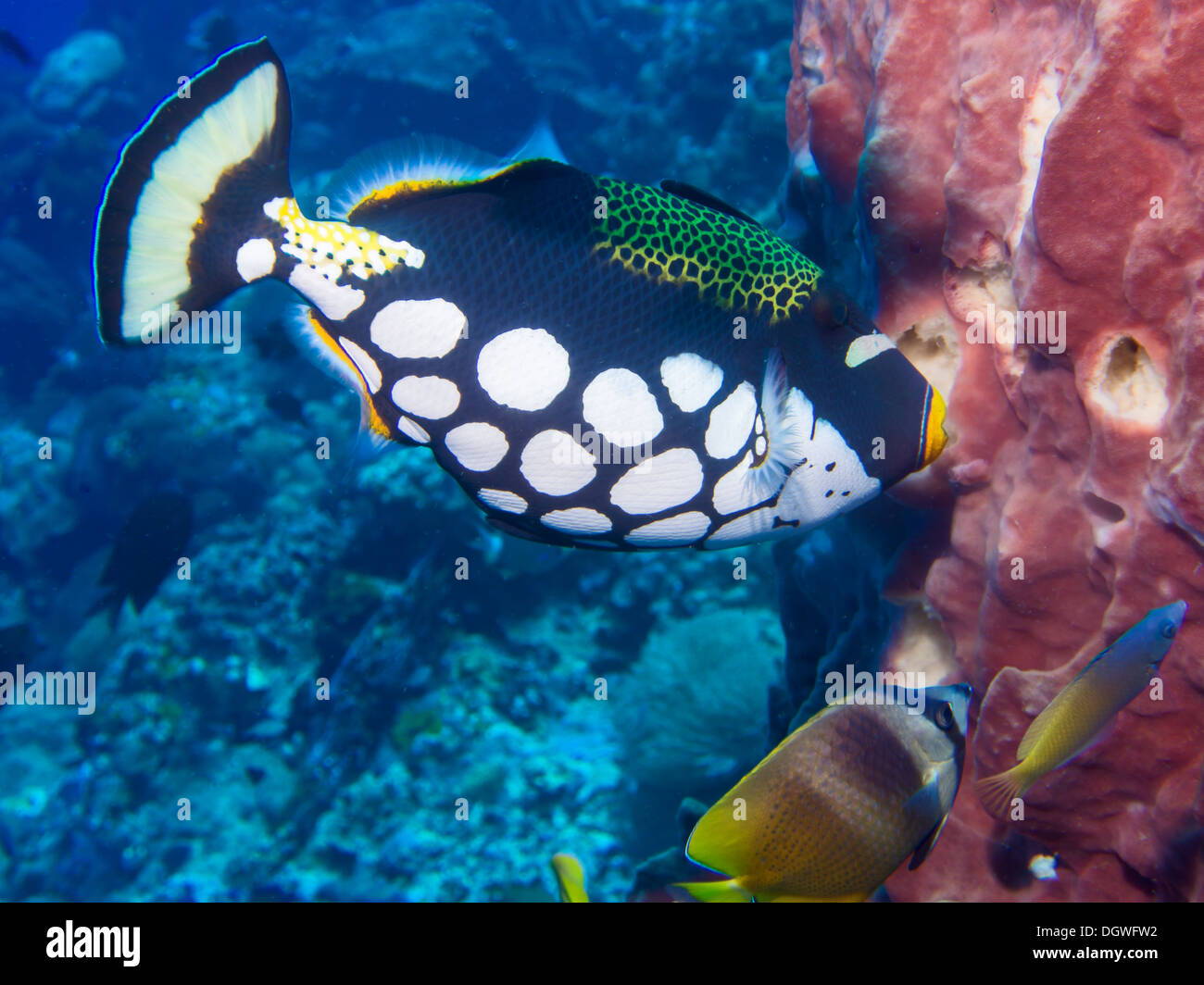 Il pagliaccio pesci balestra , spugna e pesci farfalla su una barriera corallina a Bunaken, Indonesia Foto Stock