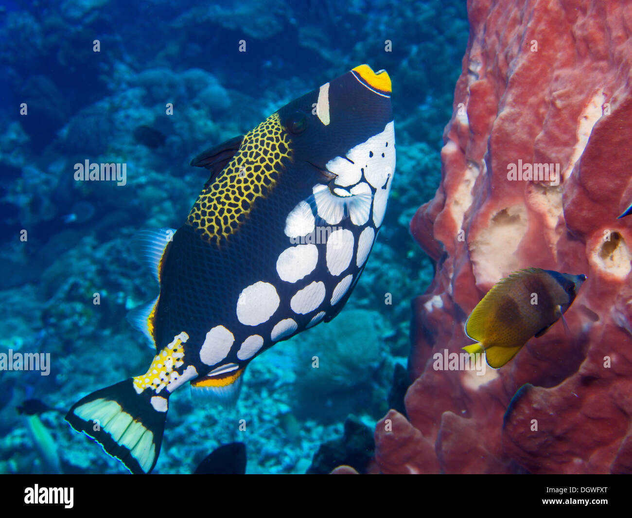 Il pagliaccio pesci balestra , spugna e pesci farfalla su una barriera corallina a Bunaken, Indonesia Foto Stock