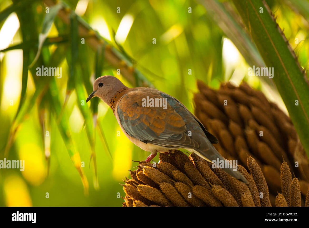 Colomba singolo in Palm. Foto Stock