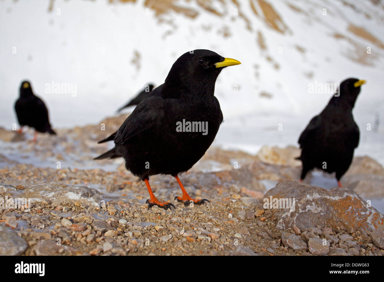 Gracchi alpini o giallo-fatturati Choughs (Pyrrhocorax graculus), Zugspitzplatt, Wetterstein mountain range, Werdenfelser Land Foto Stock