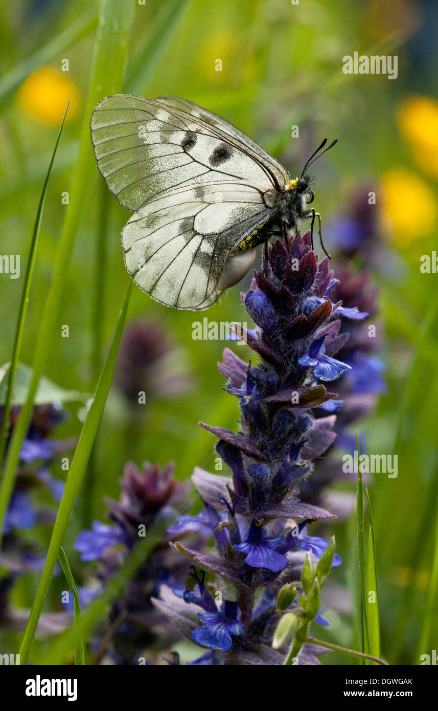 Offuscato Apollo Parnassius mnemosyne farfalla sulla bugle; Bulgaria. Foto Stock