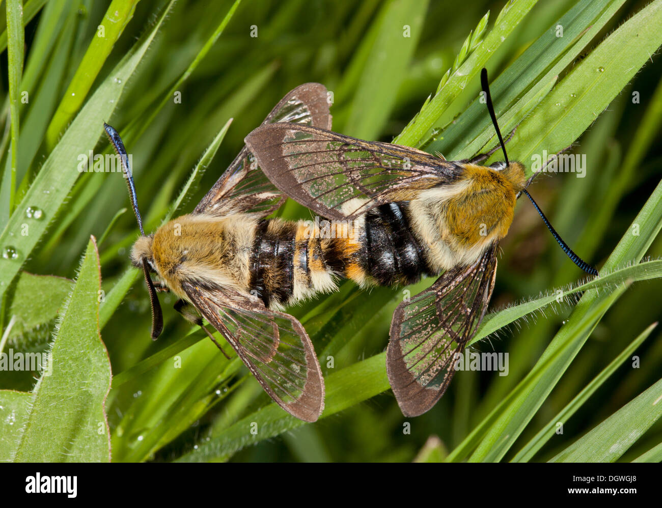 A stretta delimitata Bee Hawkmoth, Hemaris tityus - coniugata coppia in primavera. Foto Stock