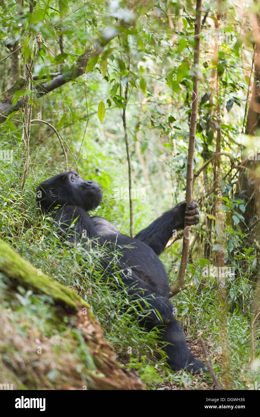 Abituare il gruppo di gorilla di montagna (Gorilla beringei beringei), la foresta impenetrabile di Bwindi National Park, essendo studiato da Foto Stock
