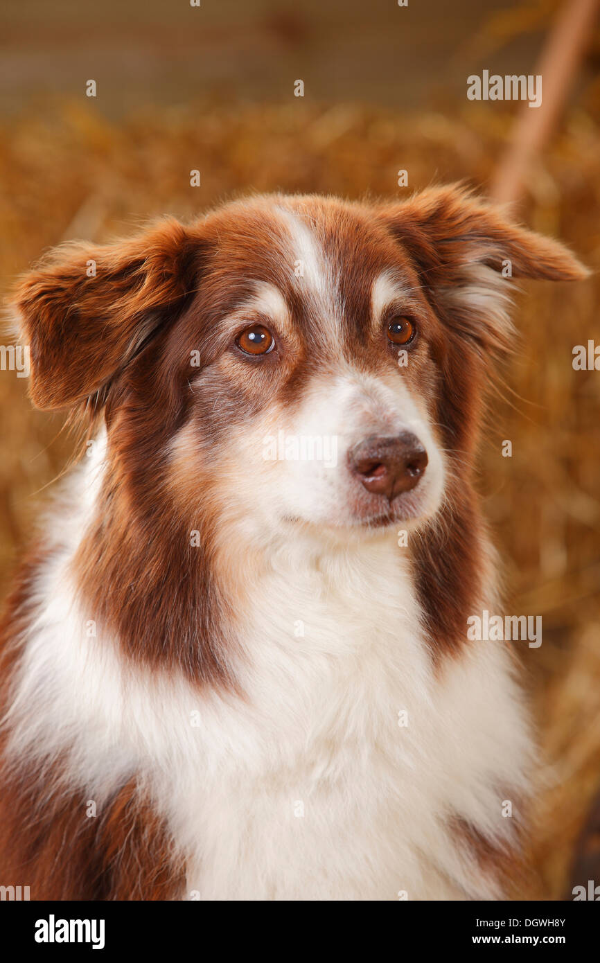 Pastore australiano, cane rosso-tri, 12 anni |pastore australiano, Ruede, rosso-tri, 12 Jahre alt / alter Hund Foto Stock