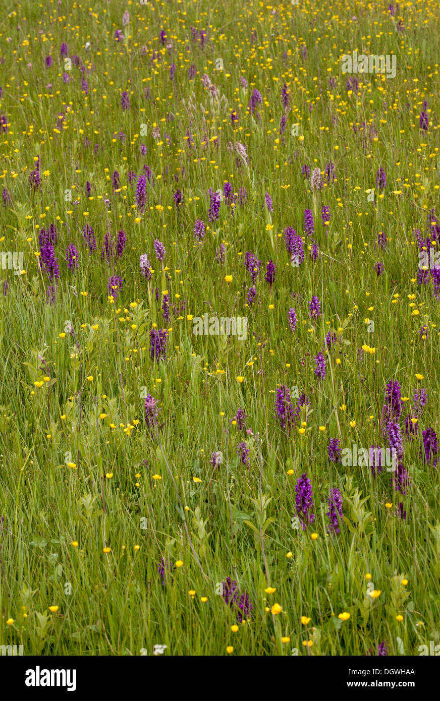 Prato umido, pieno di inizio marsh orchidea Dactylorhiza incarnata nelle diverse forme di colore e di latifoglie orchidee di palude, Bulgaria Foto Stock