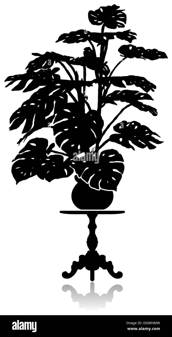 Monstera sul tavolino da caffè Foto Stock