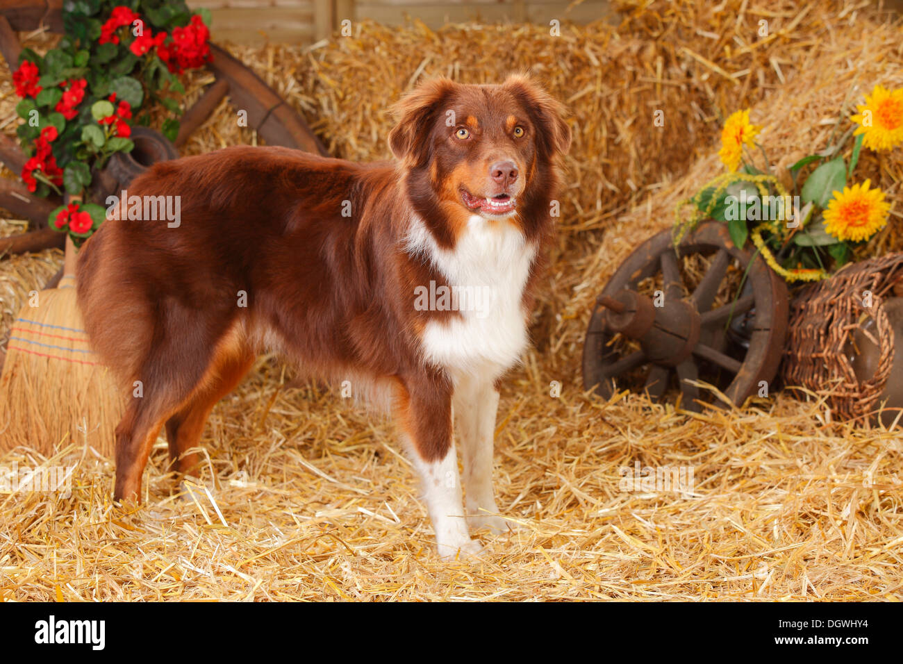 Pastore australiano, cane maschio rosso-tri |pastore australiano, Ruede, rosso-tri Foto Stock