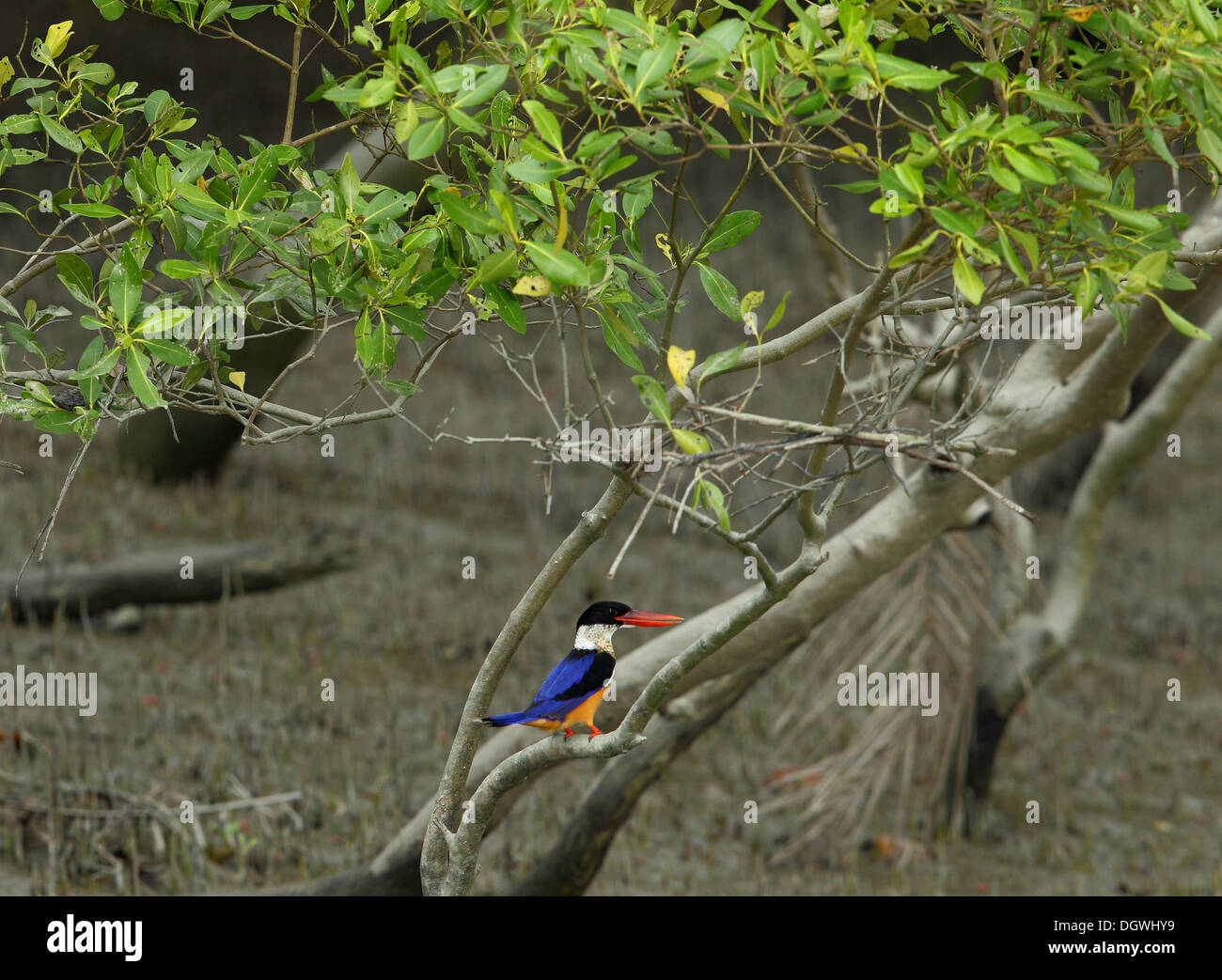 Nero Capped Kingfisher in Sunderbans Parco Nazionale Foto Stock