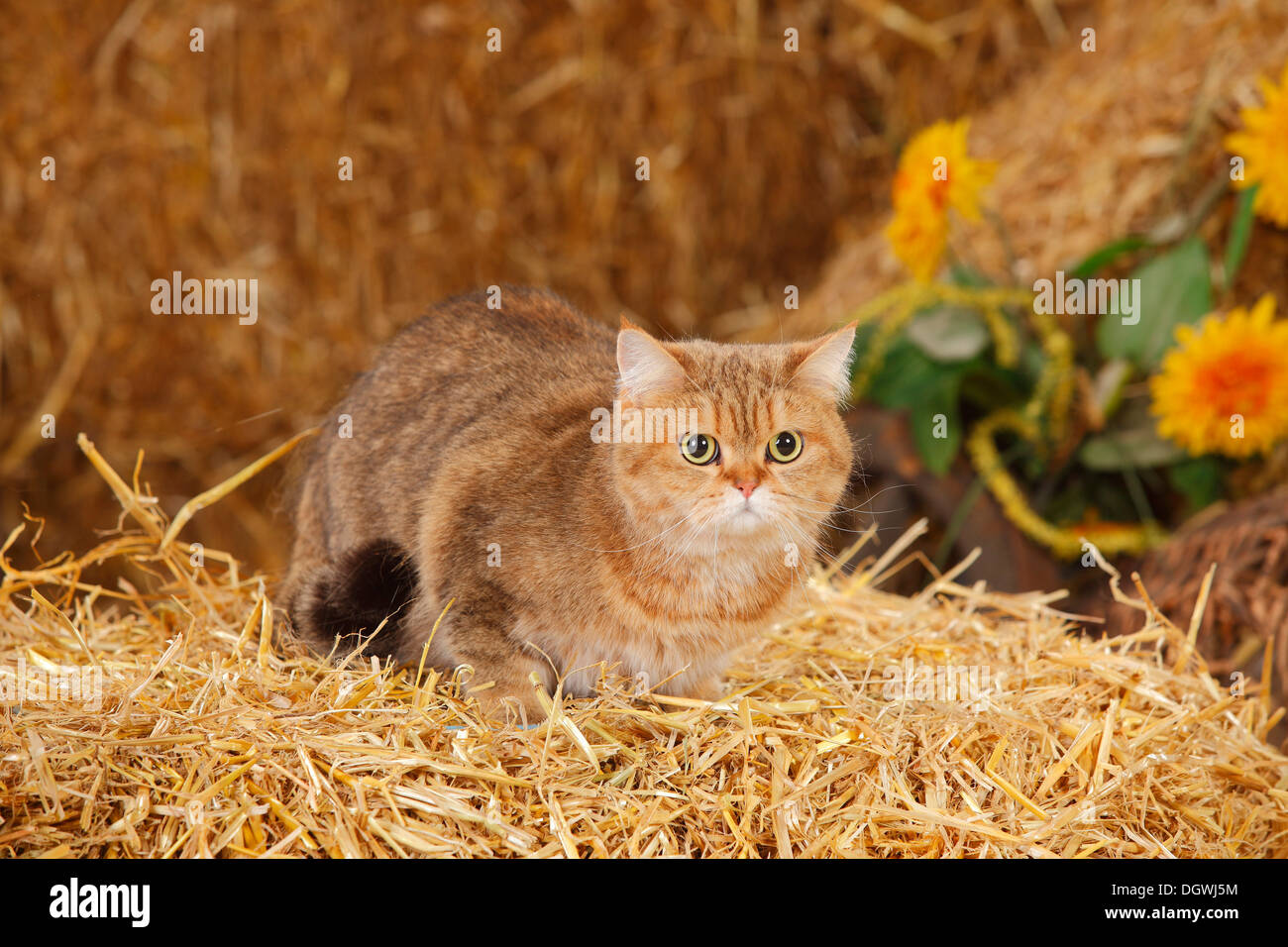 British Shorthair Cat, femmina |Britisch Kurzhaar, weiblich Foto Stock