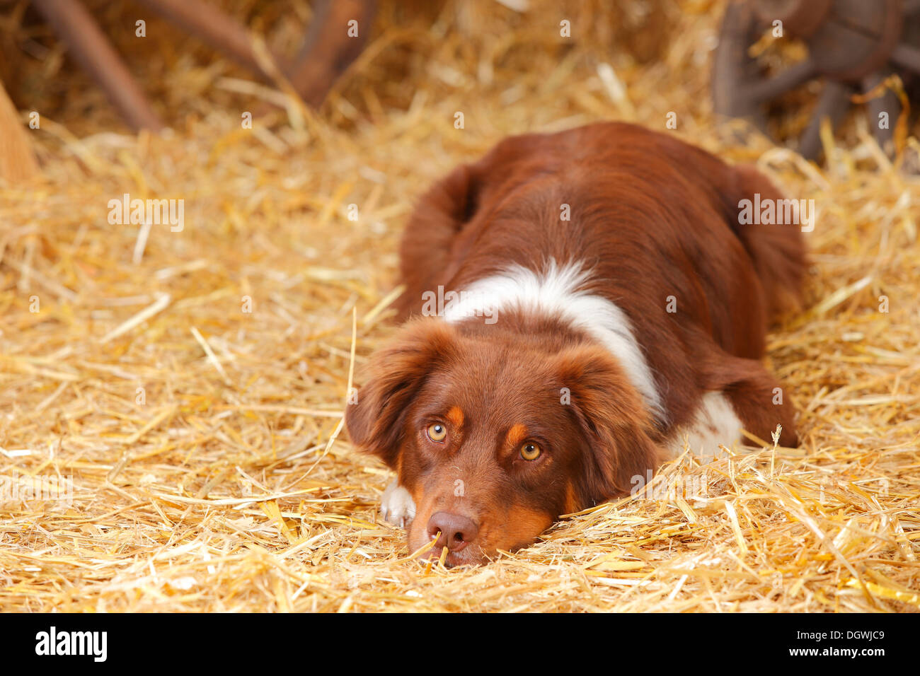Pastore australiano, cane maschio rosso-tri |pastore australiano, Ruede, rosso-tri Foto Stock