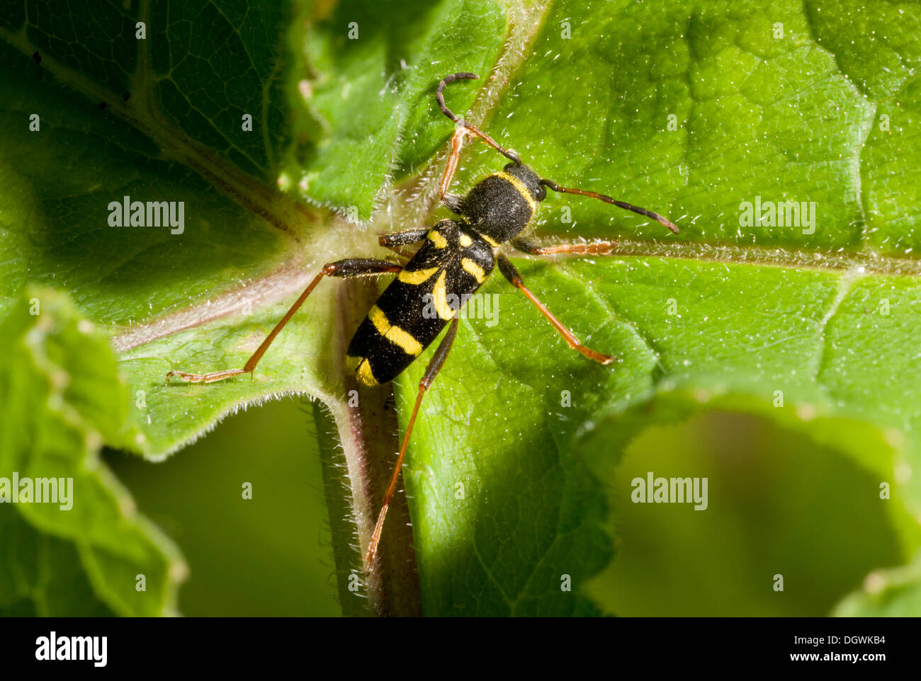 Una vespa beetle, Clytus arietis. Le larve vivono nel legno morto. Foto Stock