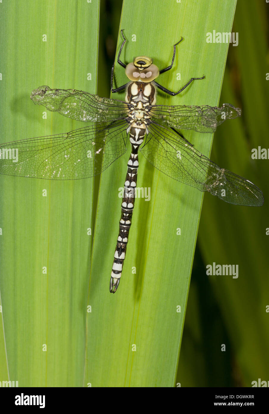Blue Hawker o Sud Hawker, Aeshna cyanea - femmina immaturi dragonfly. Il Dorset. Foto Stock