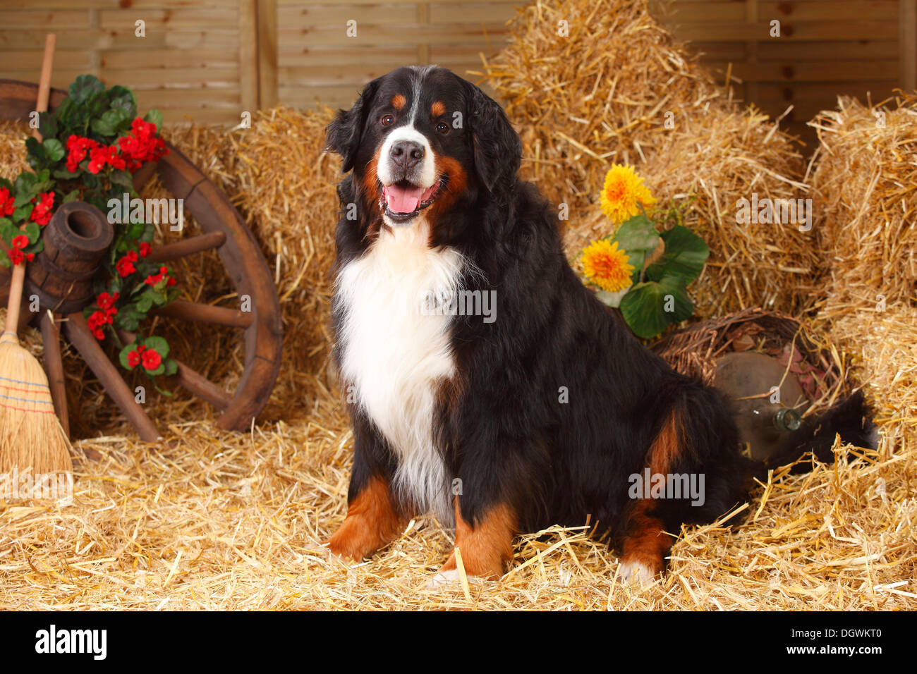 Bovaro del Bernese, 7 anni |Berner Sennenhund, Ruede, 7 Jahre Foto Stock