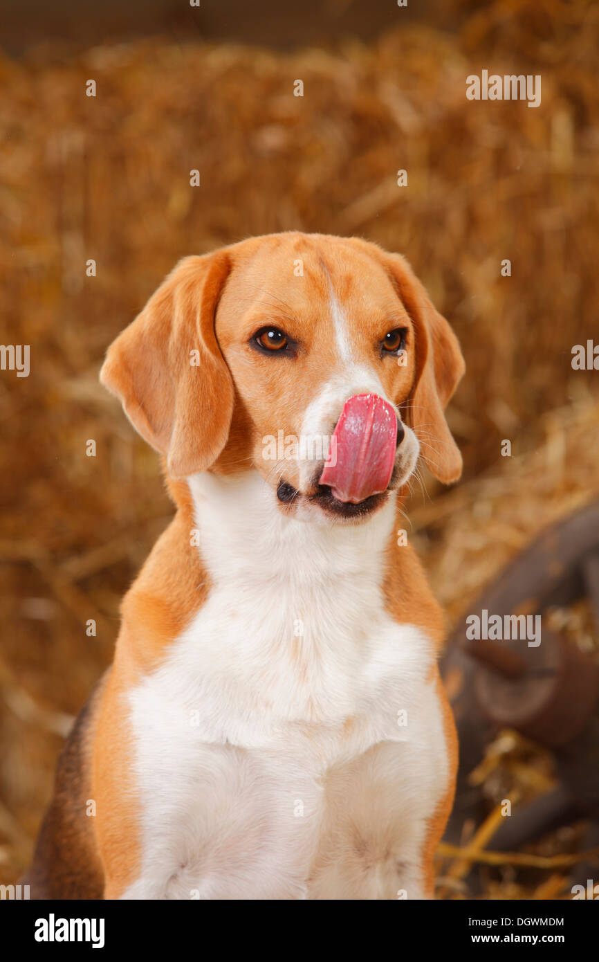 Beagle leccare il suo naso |Beagle, Ruede, leckt sich die Nase Foto Stock