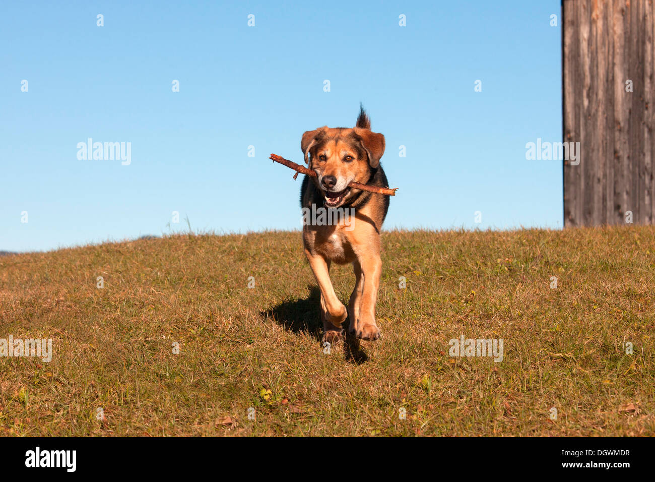 Mongrel, frutto della mescolanza di pastore tedesco e Bovaro del Bernese, il recupero di un bastone Foto Stock