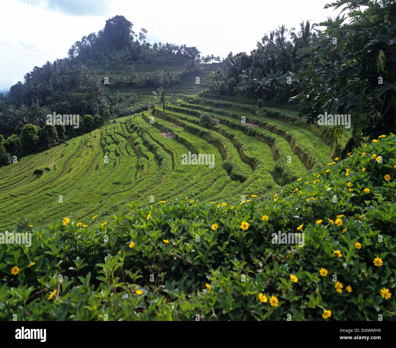 Risaie, terrassed i campi e gli alberi di cocco, Ubud, Bali, Südostasien, Indonesia Foto Stock