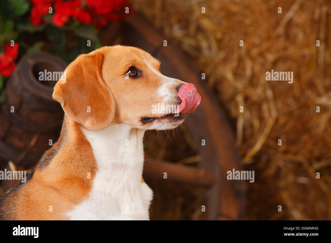 Beagle leccare il suo naso |Beagle, Ruede, leckt sich die Nase Foto Stock